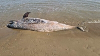 Delfino trovato morto in spiaggia, è un esemplare lungo oltre tre metri